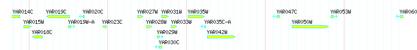Genes detail