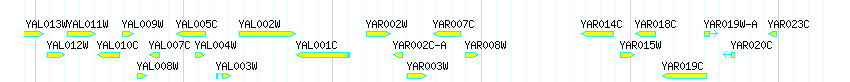 Genes detail