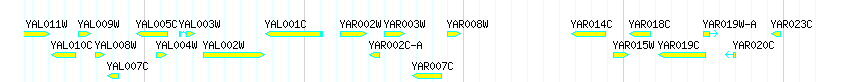 Genes detail