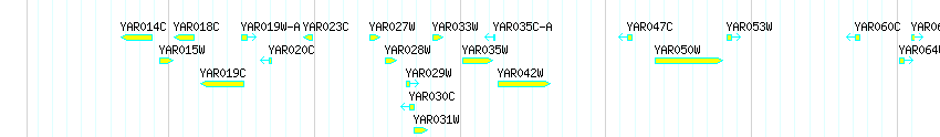 Genes detail