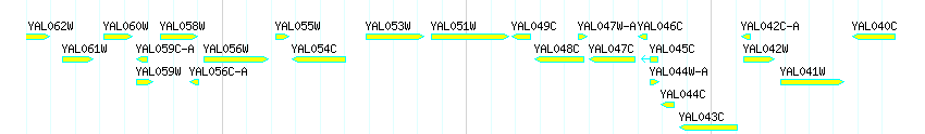Genes detail