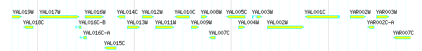 Genes detail