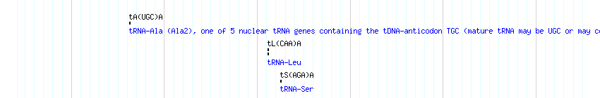 tRNAs detail