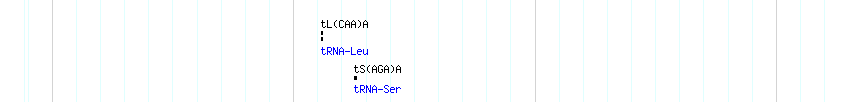 tRNAs detail
