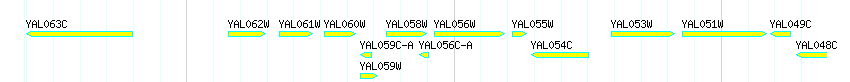 Genes detail