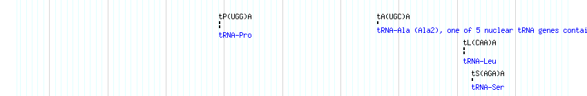 tRNAs detail