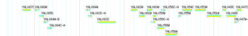 Genes detail