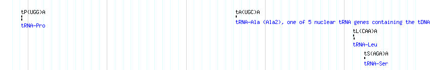 tRNAs detail