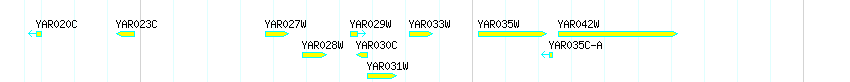 Genes detail