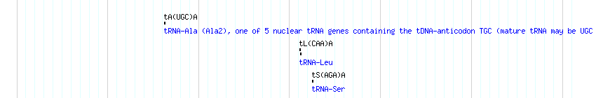 tRNAs detail