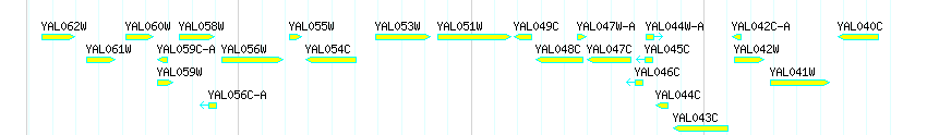 Genes detail