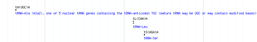tRNAs detail