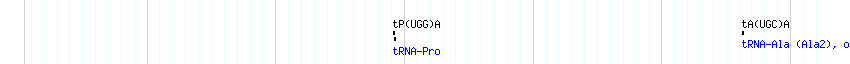 tRNAs detail