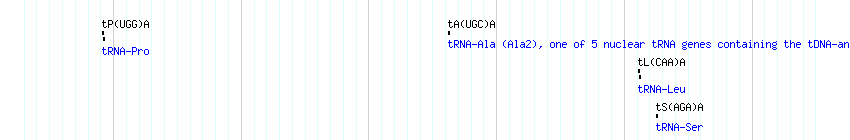 tRNAs detail