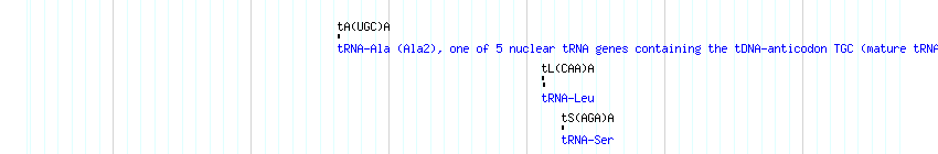 tRNAs detail