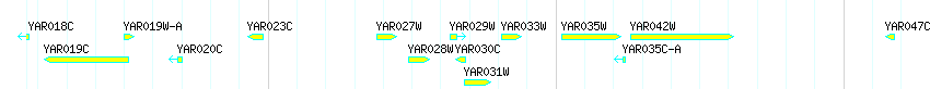Genes detail