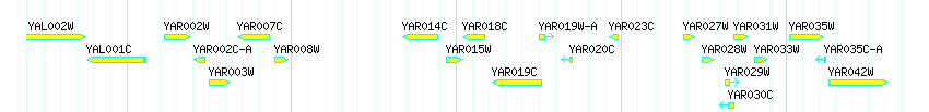 Genes detail