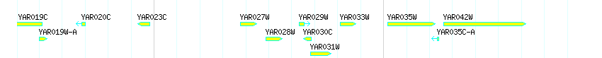 Genes detail