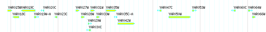 Genes detail
