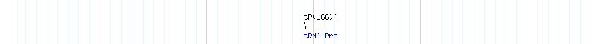 tRNAs detail