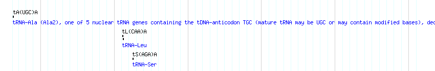 tRNAs detail