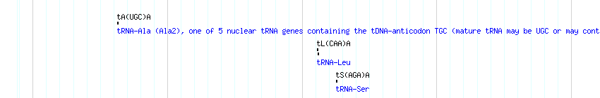 tRNAs detail