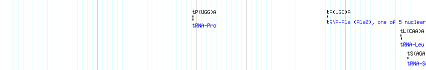 tRNAs detail