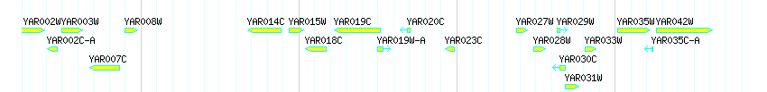 Genes detail