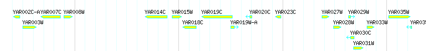 Genes detail