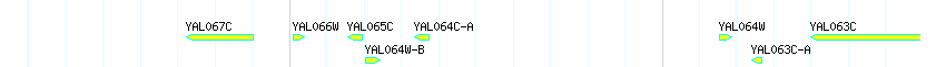 Genes detail