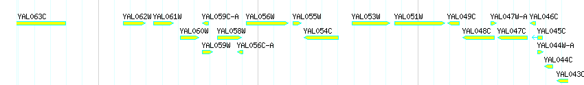 Genes detail