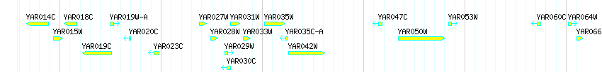 Genes detail