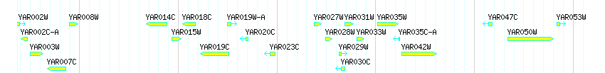 Genes detail