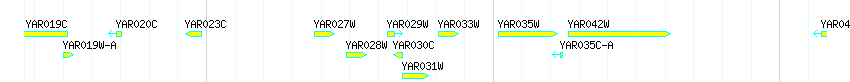 Genes detail