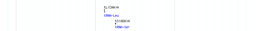 tRNAs detail