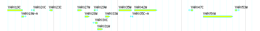 Genes detail