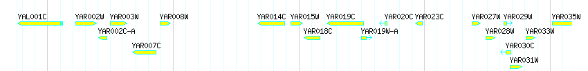 Genes detail