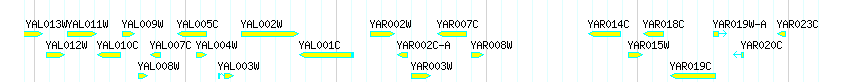 Genes detail