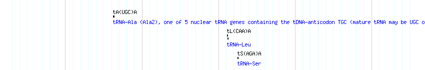 tRNAs detail