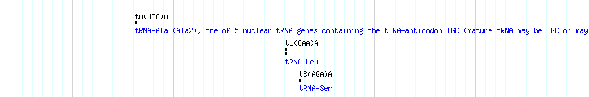 tRNAs detail