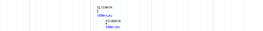 tRNAs detail