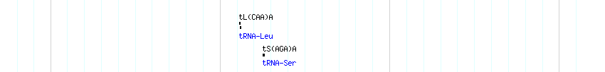 tRNAs detail