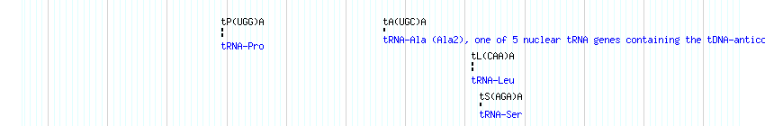 tRNAs detail