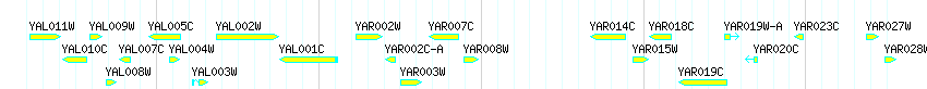 Genes detail