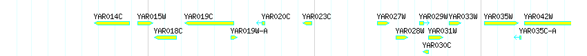 Genes detail