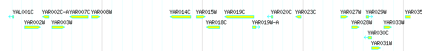Genes detail