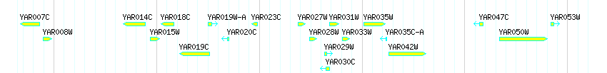 Genes detail