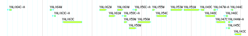 Genes detail