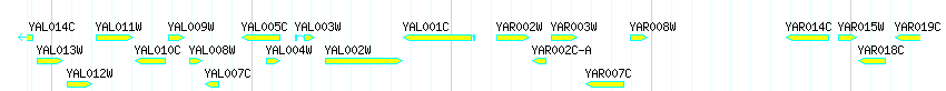 Genes detail
