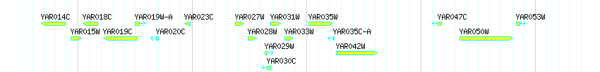 Genes detail